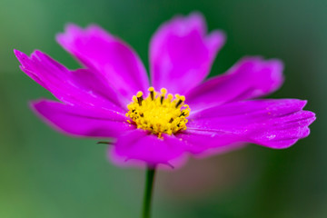 bee on flower