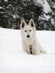White swiss shepherd in the snow
