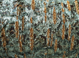 Texture of cherry tree bark.