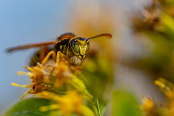bee on flower