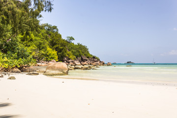 Fototapeta na wymiar Beautiful beach with white sand and tree