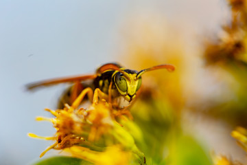 bee on flower