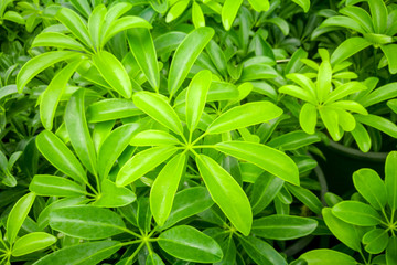 Selective focus on Green eight leaf bush for background 