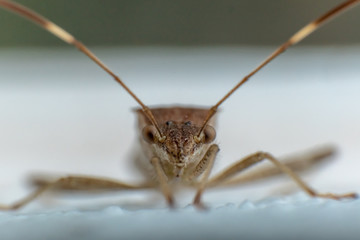 closeup bug