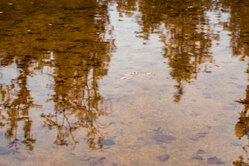 Water surface with autumn leaves and reflecting trees