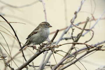 Haussperling - Passer domesticus