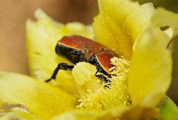 Au coeur de la fleur