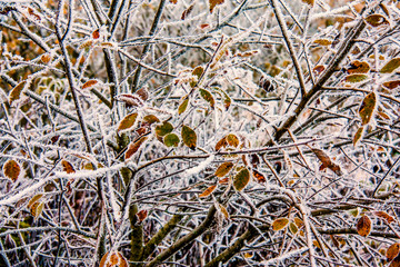 Winter Äste Struktur mit Blätter und Frost, als Hintergrund geeignet