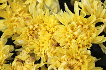 Chrysanthemum yellow flowers, sometimes called mums or chrysanths blooming.