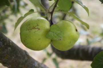 Green apples on a tree branch, background, wallpaper