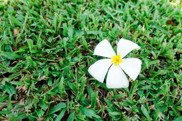 White plumeria flowers on ground