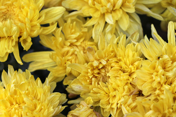 Chrysanthemum yellow flowers, sometimes called mums or chrysanths blooming.
