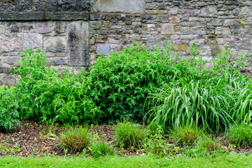Minimalist garden landscape with plants and grass and old aged stones in a sunny day in Scotland, United Kingdom, typical British cottage garden arrangement, with space for text