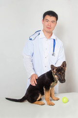 A young Asian vet in a white coat with a stethoscope on his neck examines a German shepherd puppy on a table in a veterinary clinic.