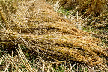 Hand harvesting in rural Thailand.The straw is tied with a rope that is sharpened from bamboo.