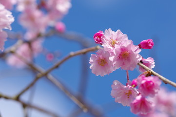 青空と桜