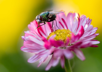 bee on flower