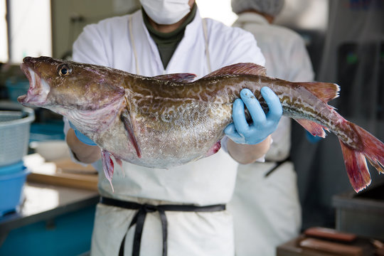 真鱈　Cod　タラ　 Gadus macrocephalus Tilesius
