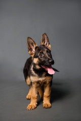 German shepherd puppy in studio on a gray background.