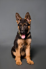 German shepherd puppy in studio on a gray background.