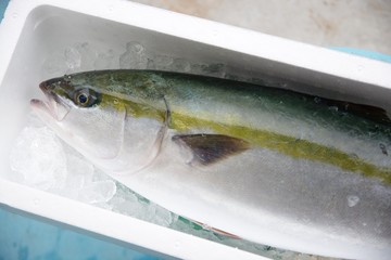 ブリ　yellowtail　 Seriola quinqueradiata Temminck and Schlegel