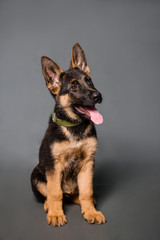German shepherd puppy in studio on a gray background.