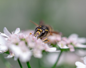 bee on flower