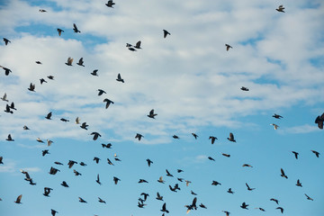 Lots and lots of birds flying through a blue sky