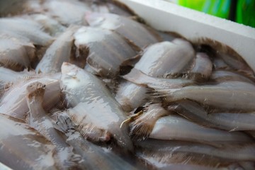 ヤナギムシガレイ　柳ガレイ