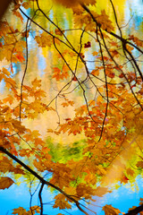 Maple tree in autumn, Beautiful Colorful Autumn Leaves ,USA