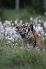 Fototapeta na wymiar The Siberian tiger (Panthera tigris Tigris), or Amur tiger (Panthera tigris altaica) in the grassland.