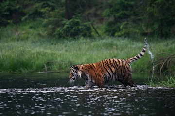Fototapeta premium The Siberian tiger (Panthera tigris Tigris), or Amur tiger (Panthera tigris altaica) in the forest walking in a water.