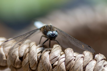 Nahaufnahme einer Libelle auf einem geflochtenem Korbhenkel