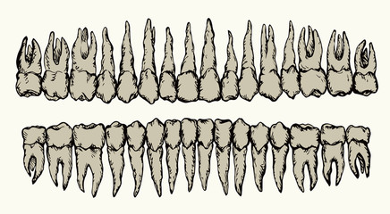 The layout of the teeth. Vector drawing