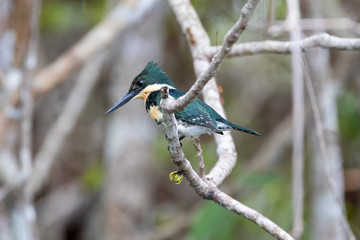 Freigestellter Grünfischer Eisvogel in der Seitenansicht auf einem kahlen Ast