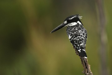 Pied kingfisher (Ceryle rudis) sitting on a branch and looking around. Pied kingfisher on the hunt.