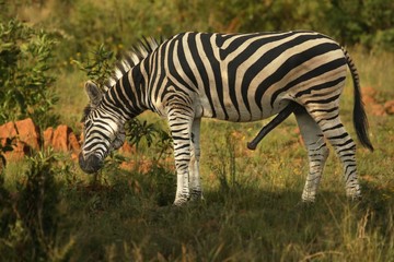 Fototapeta na wymiar The plains zebra (Equus quagga, formerly Equus burchellii) mail with erection and green background.