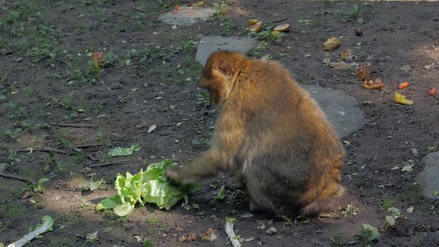 The monkey eating a feed green leaves cabbage salad wild magot macaque in forest