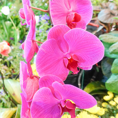 beautiful pink orchid flower