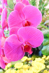 Obraz na płótnie Canvas beautiful pink orchid flower