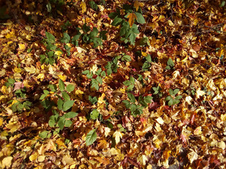 Golden foliage and even quite small trees. The view from the top