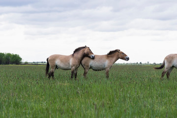 Naklejka na ściany i meble Wild horses graze in the spring steppe