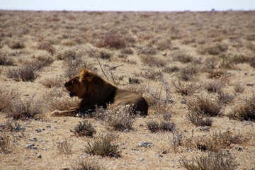 Löwe in der afrikanischen Savanne von Namibia