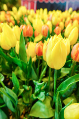 Beautiful yellow tulip flower blooming inside indoor garden