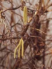 (Corylus avellana contorta) Noisetier tortueux décoratif aux ramures tortueuses garnies de chatons pendants jaune pâle en hivers