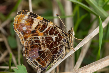 Beautiful butterfly sitting on leaf. Nice macro shot. This butterfly is also known as the map or Araschnia levana. 