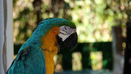 blue and yellow macaw