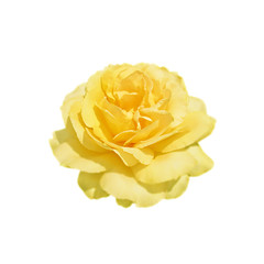Beautiful yellow rose isolated on a white background