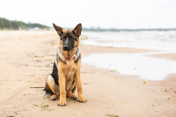 Fototapeta na wymiar German shepherd puppy on sand beach.