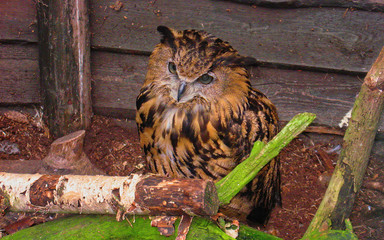 Photo of an eagle owl bird from a squad of birds of prey ...